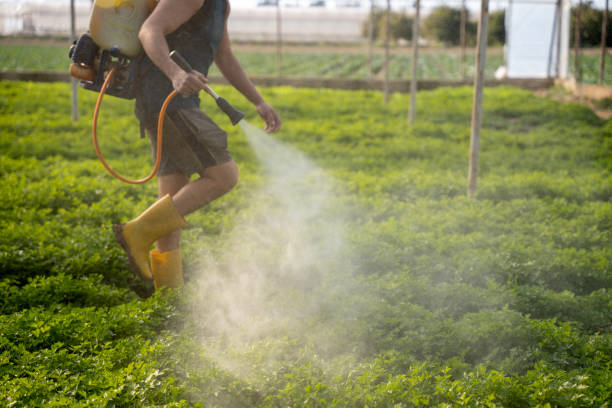 Best Wasp Removal Services  in Hazen, AR